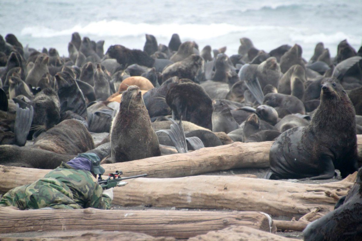 Лежбище морских котиков