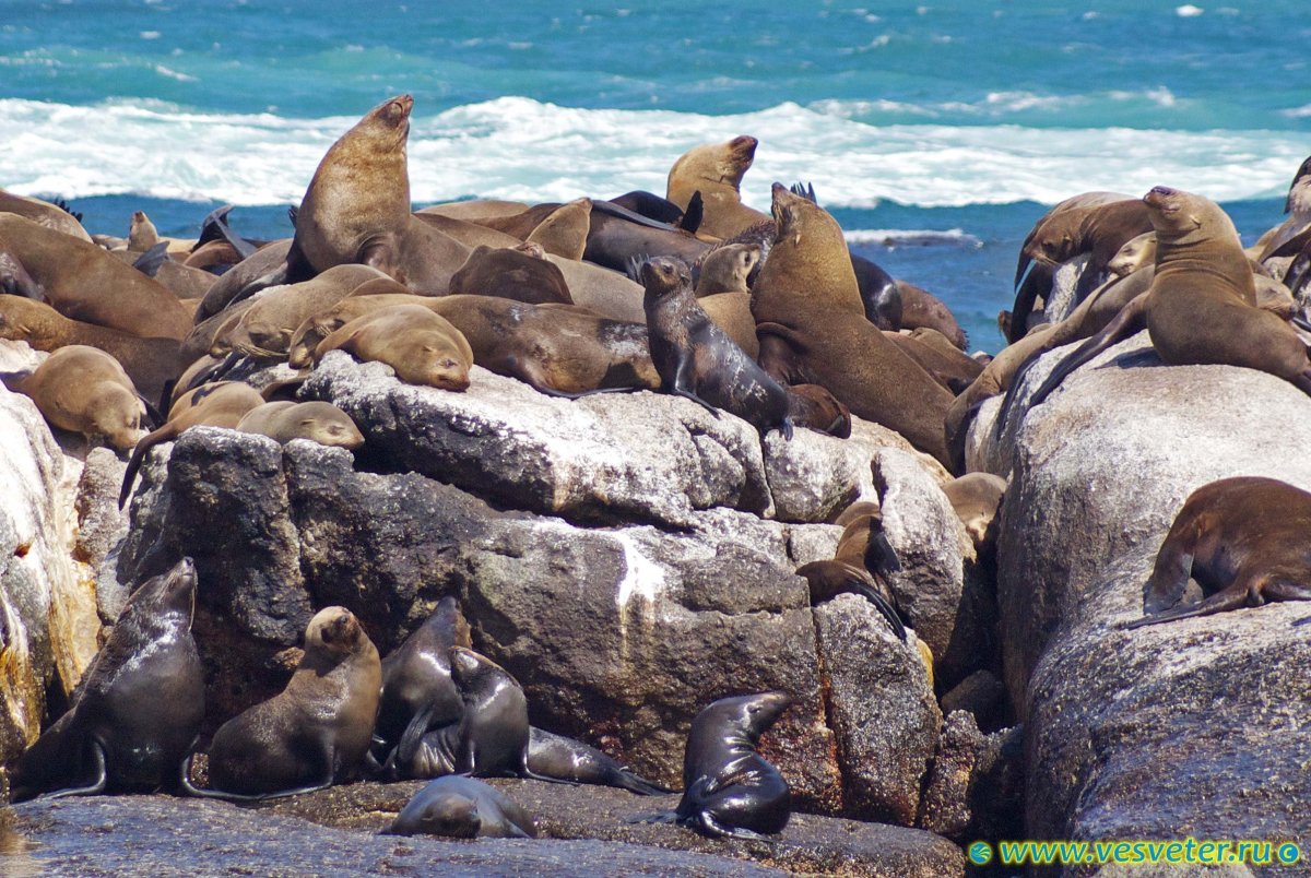 Сивуч Командорские острова