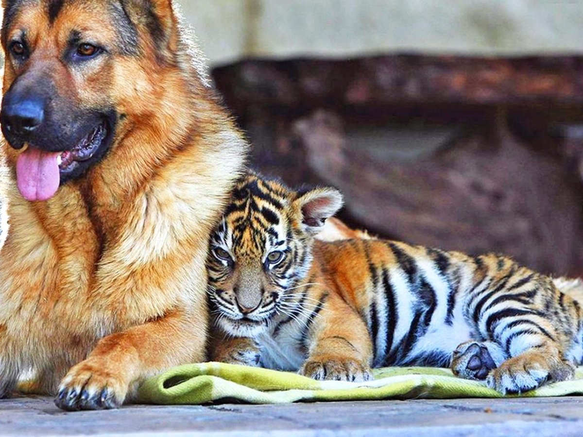 Собака тигр