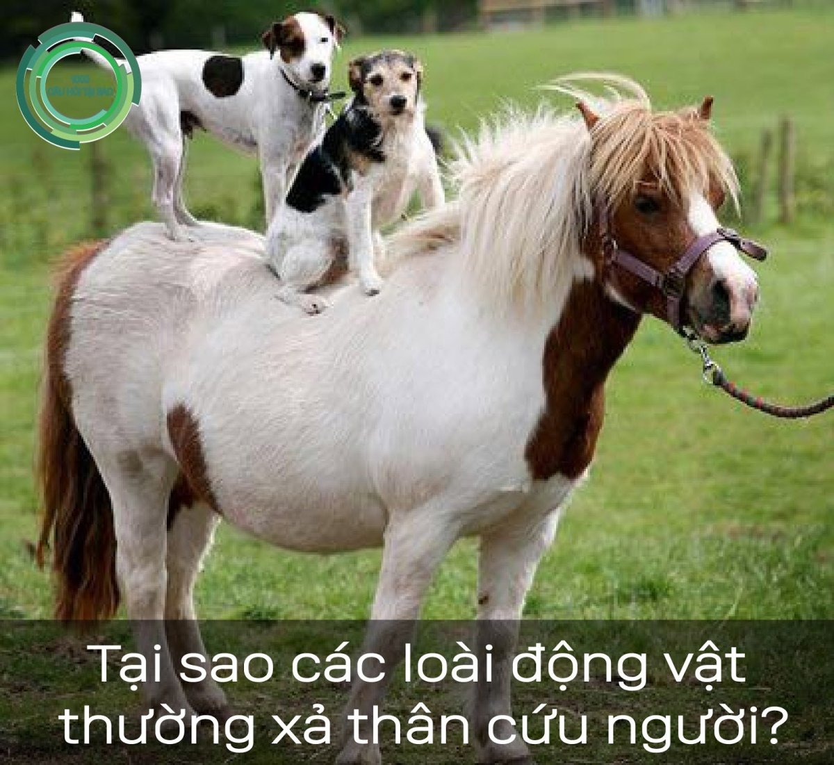 Самая маленькая порода пони