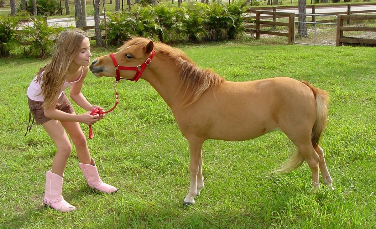 Факты о лошадях