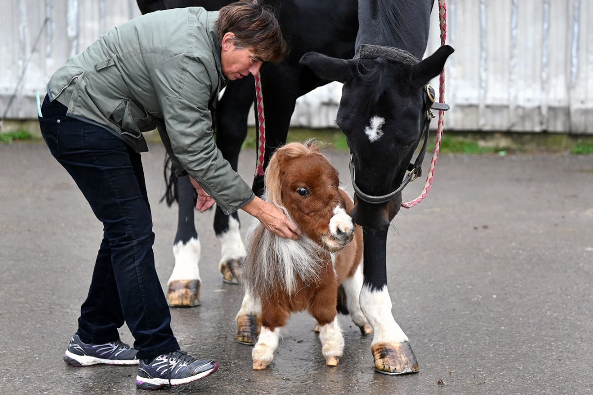 Пони Гулливер