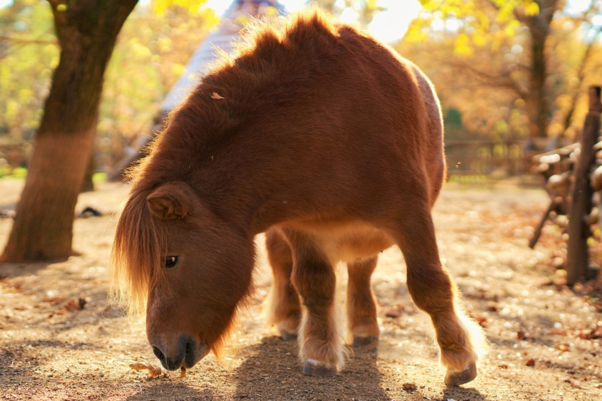 Тинкер лошадь жеребенок