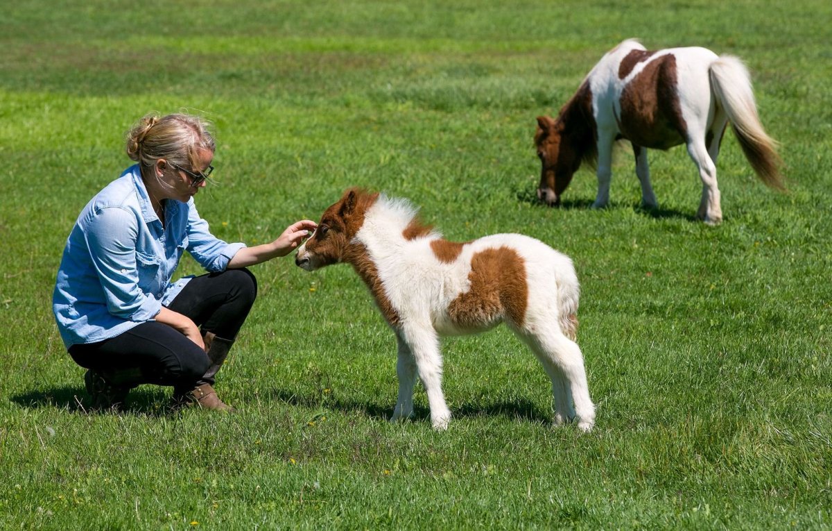 Жеребенок Фалабелла