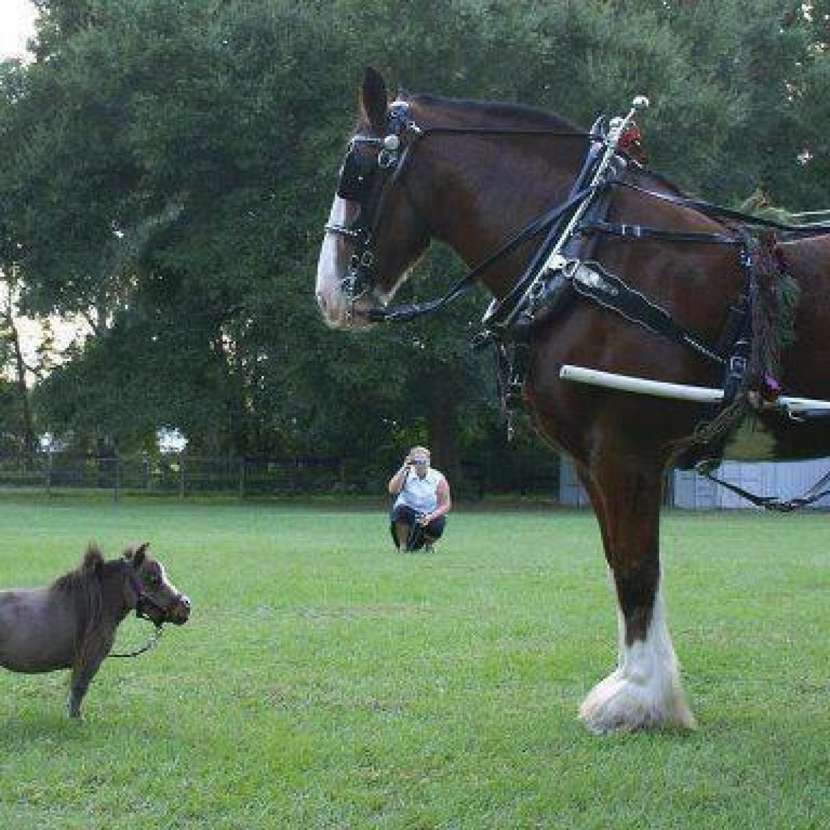 Европейский Единорог