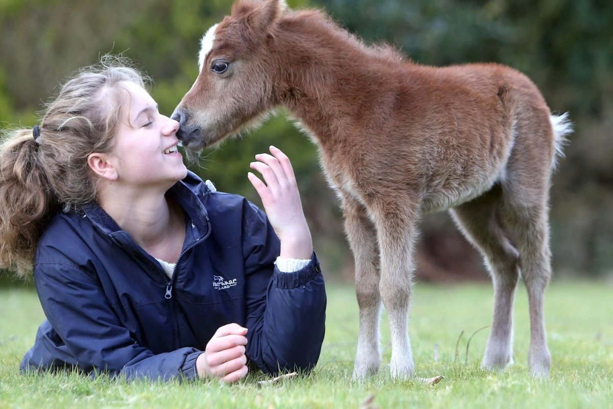 Пони Фалабелла
