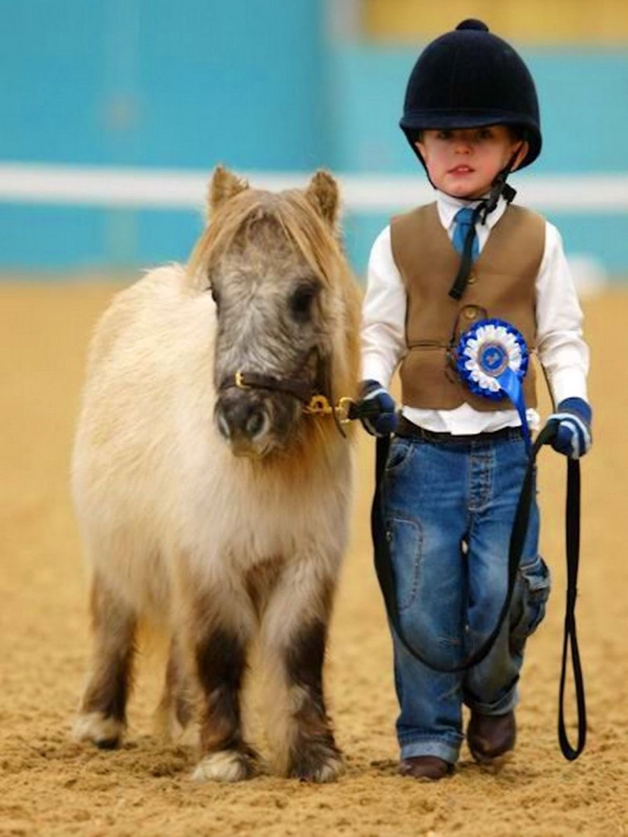 Литтл Пампкин лошадь