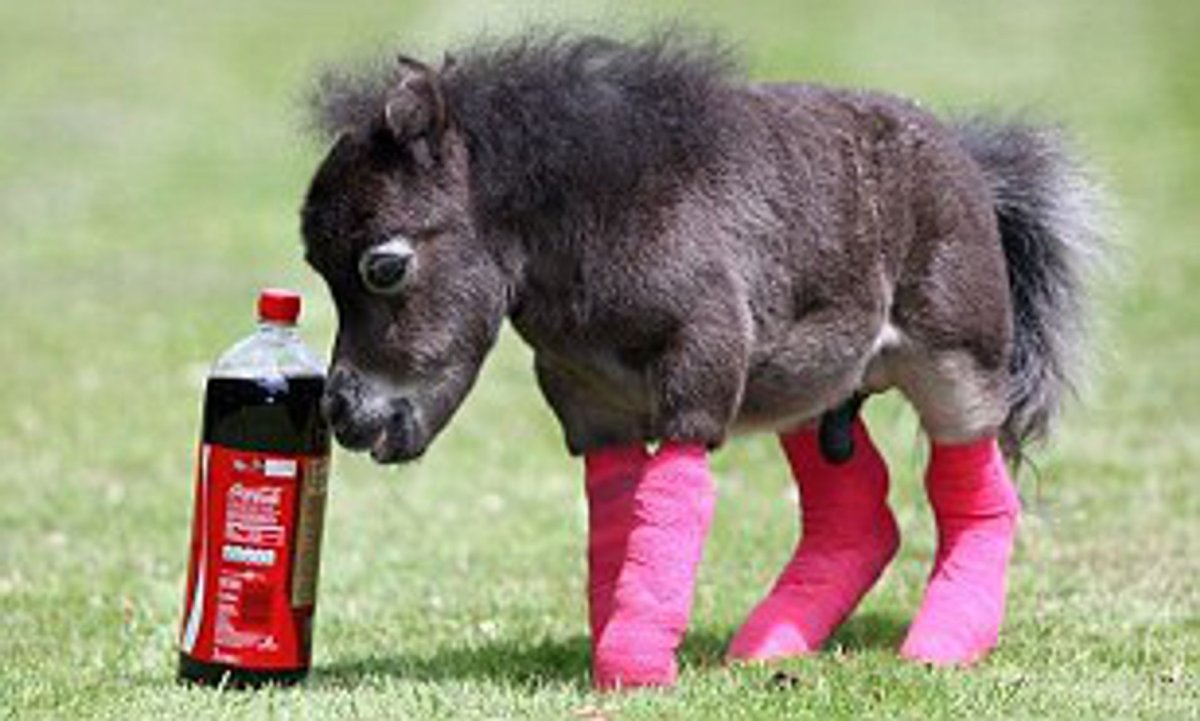 Литтл Пампкин лошадь