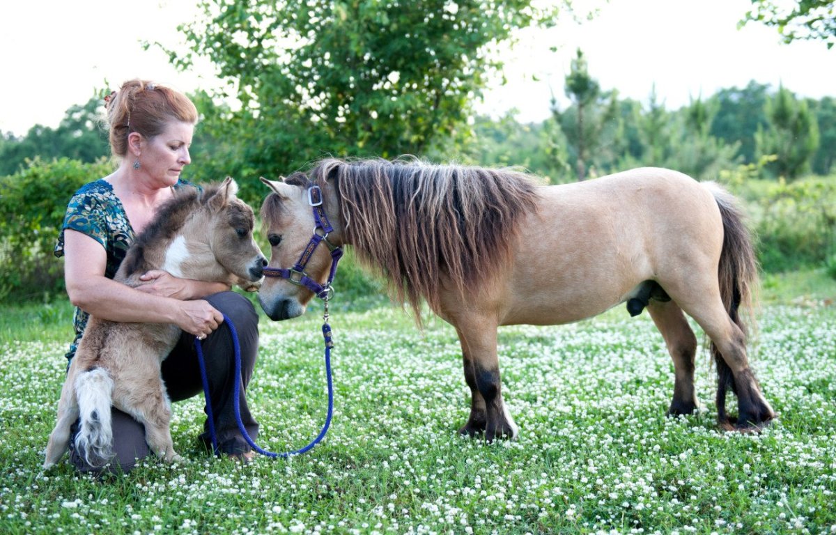 Милые жеребята