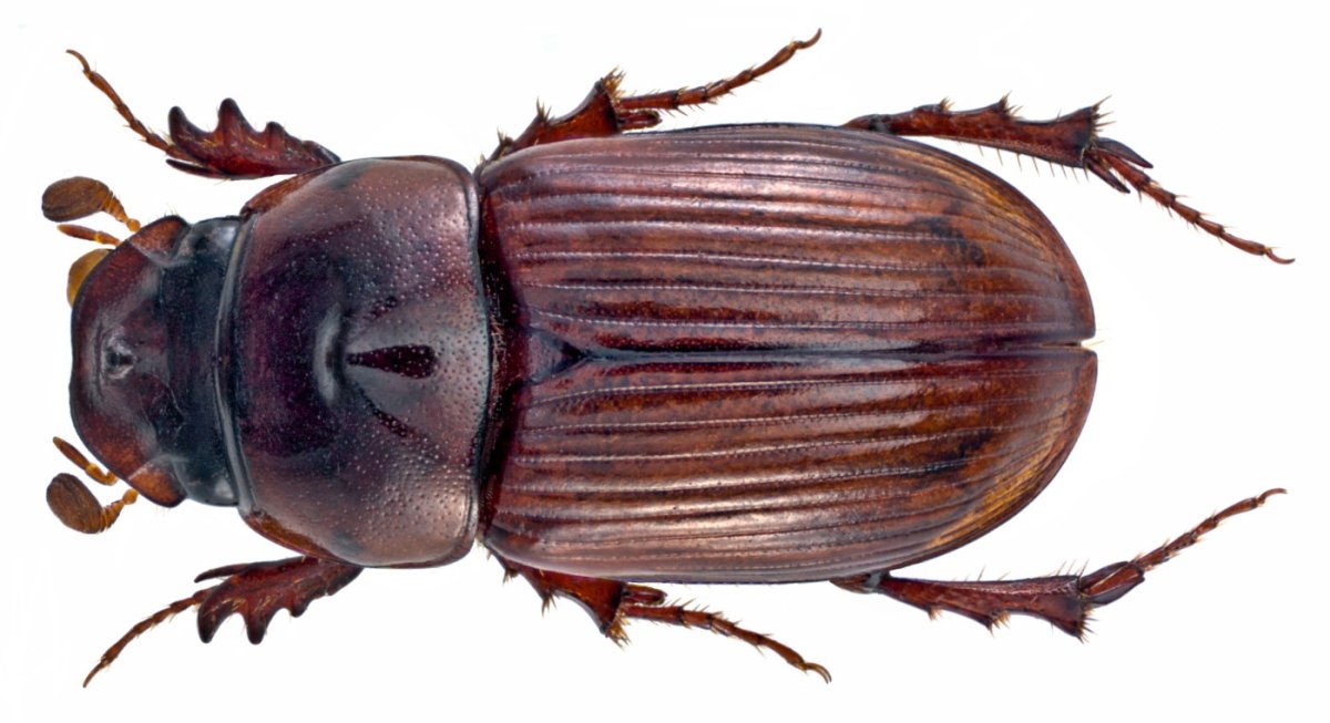 Sathiphorosia Scaraba