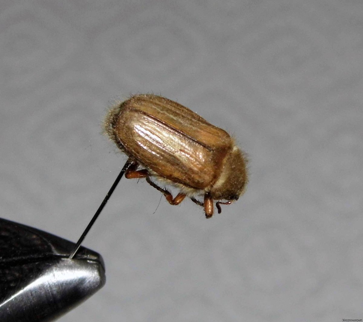 Летающий Жук коричневого цвета