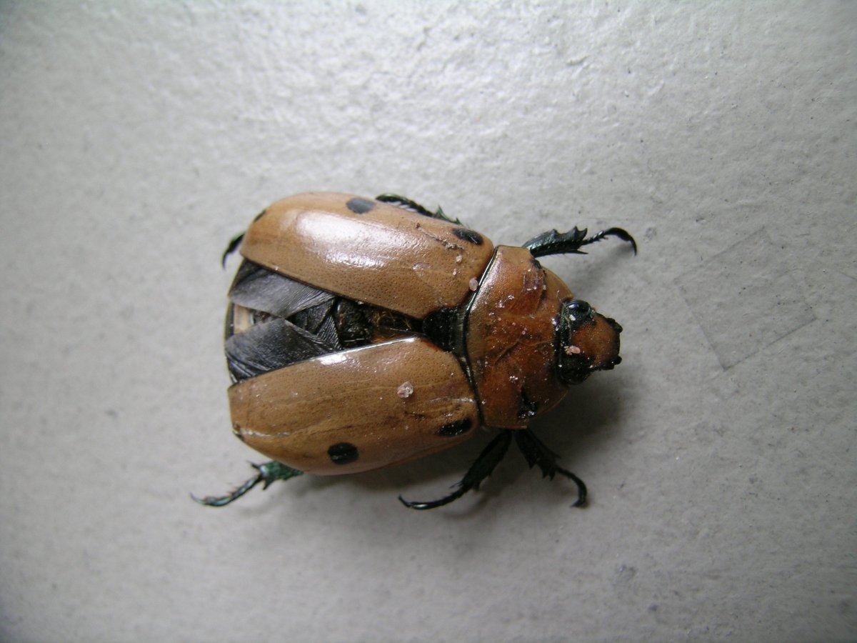 Формосская бронзовка