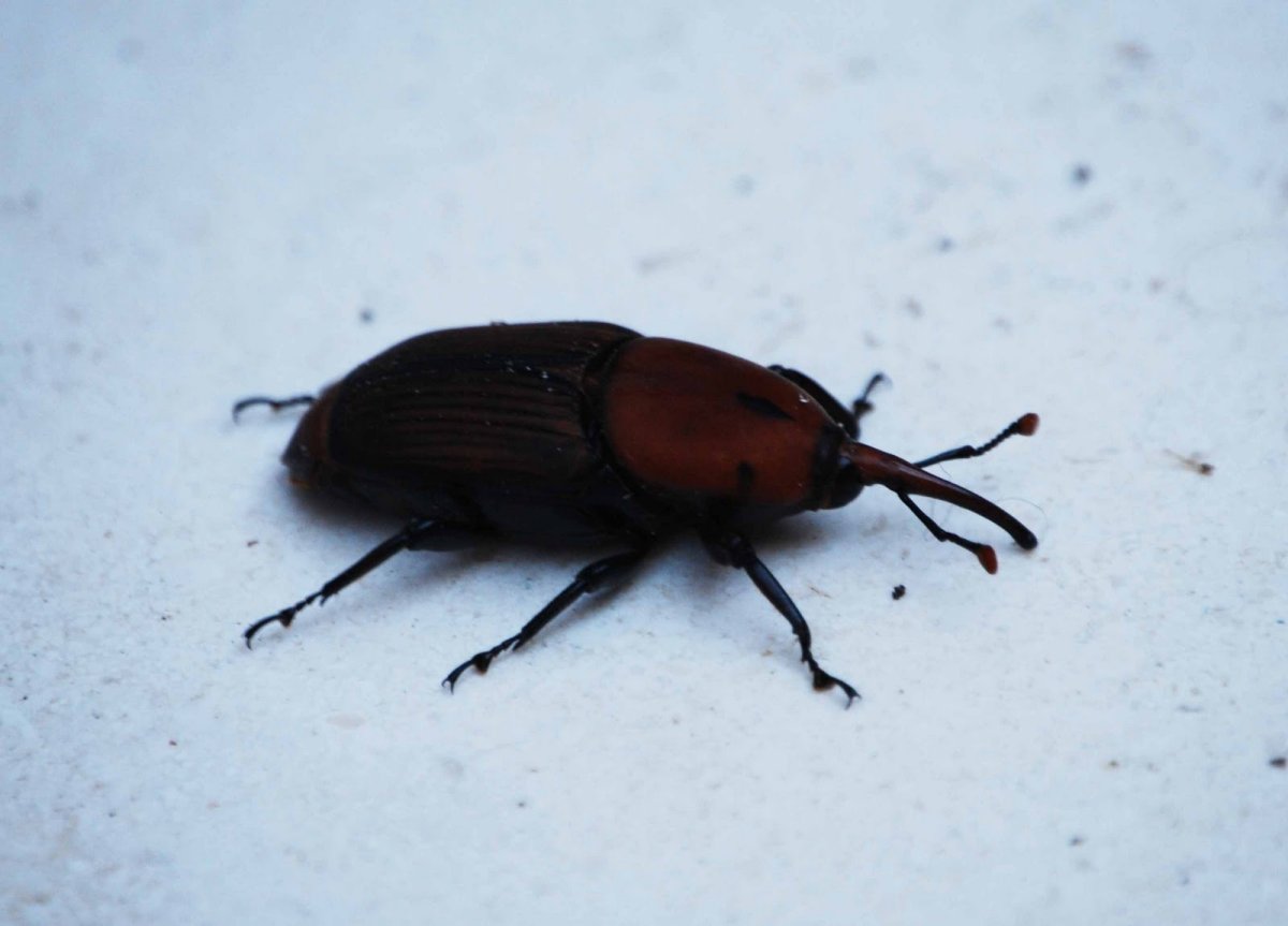 Жук долгоносик домашний черный