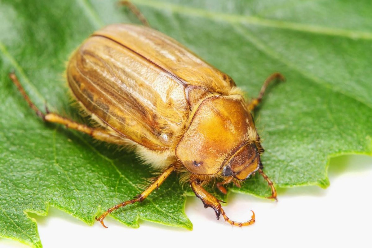 Нехрущ июньский