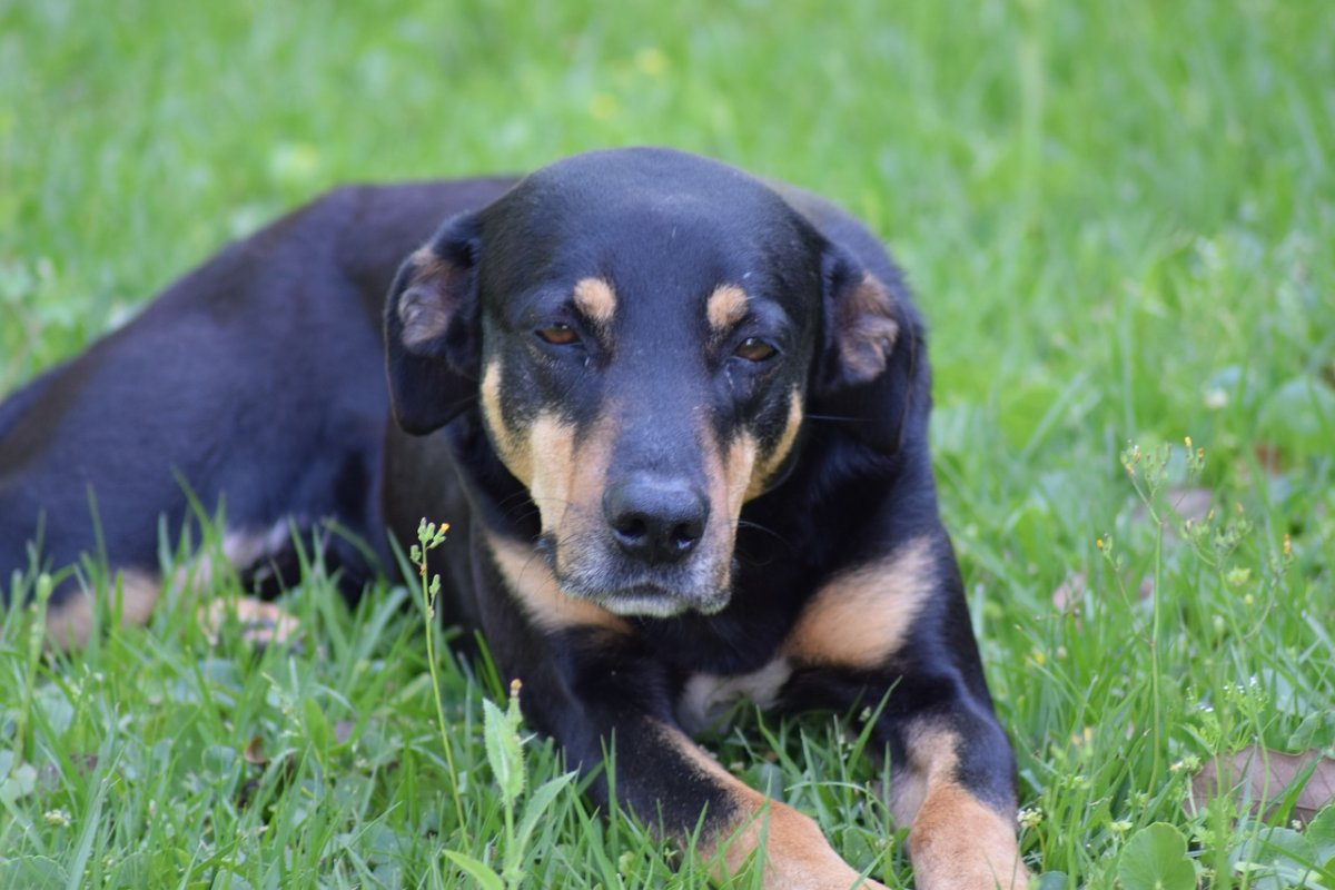 Собака на черном фоне