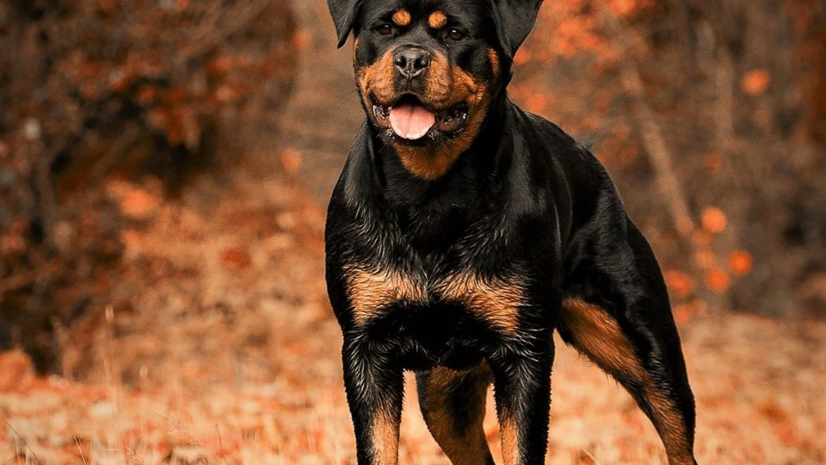 Бигль черный