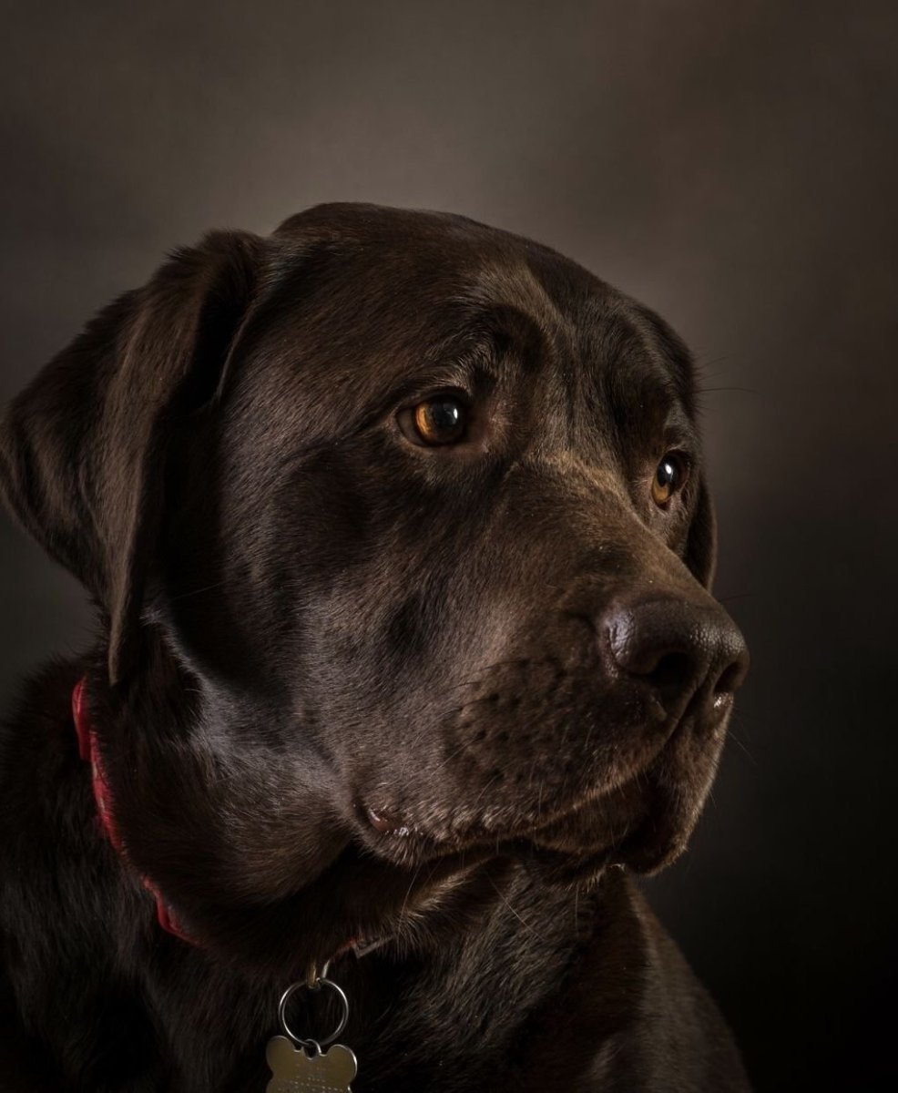 Ротвейлер IPO