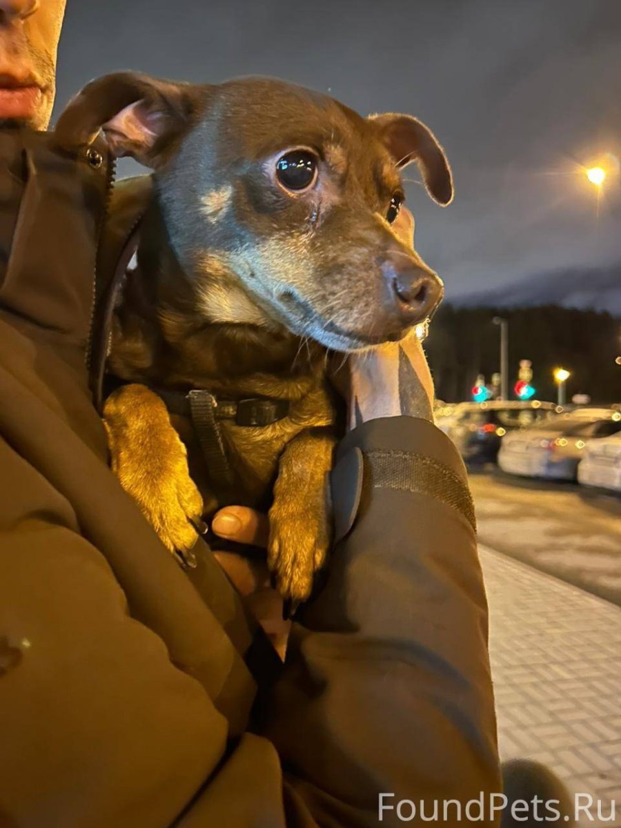 Собака на коричневом фоне