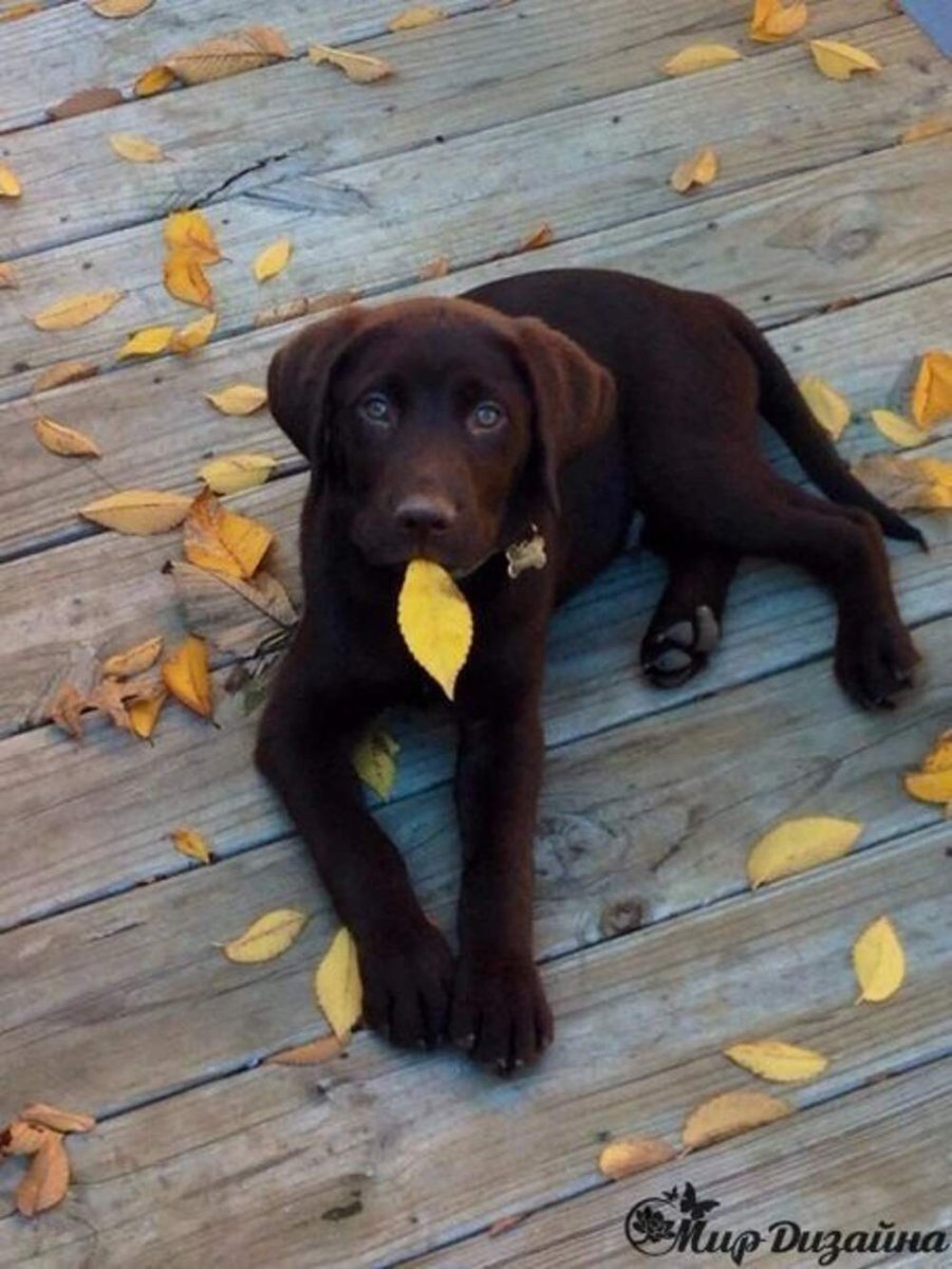 Собака с бело коричневым окрасом