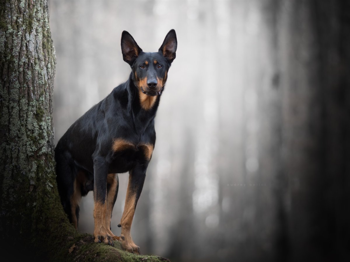 Русский охотничий спаниель гладкошерстный