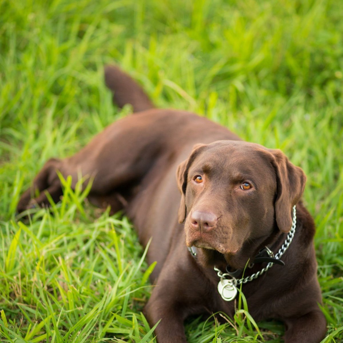 Королевский пинчер