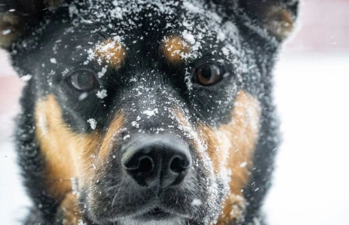 Черно подпалый