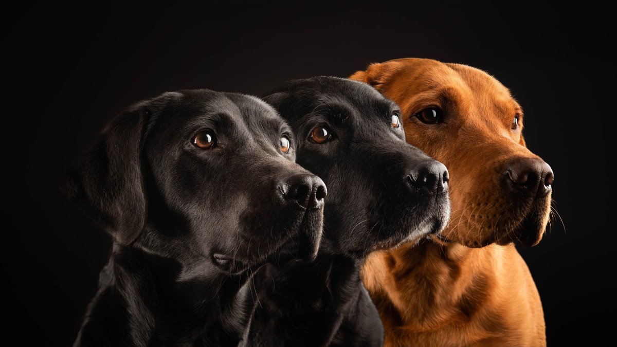 Доберман-пинчер шоколадный