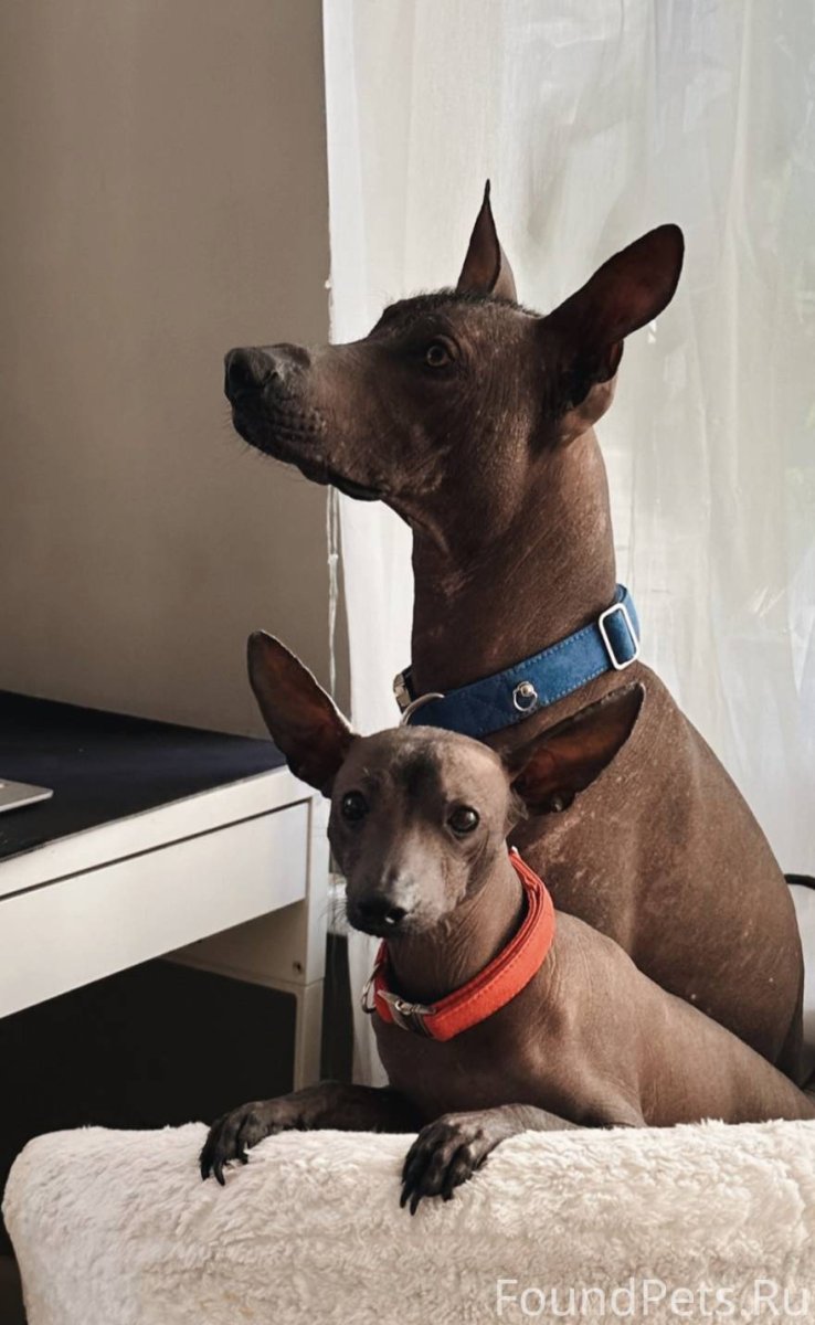 Черно бело коричневая собака