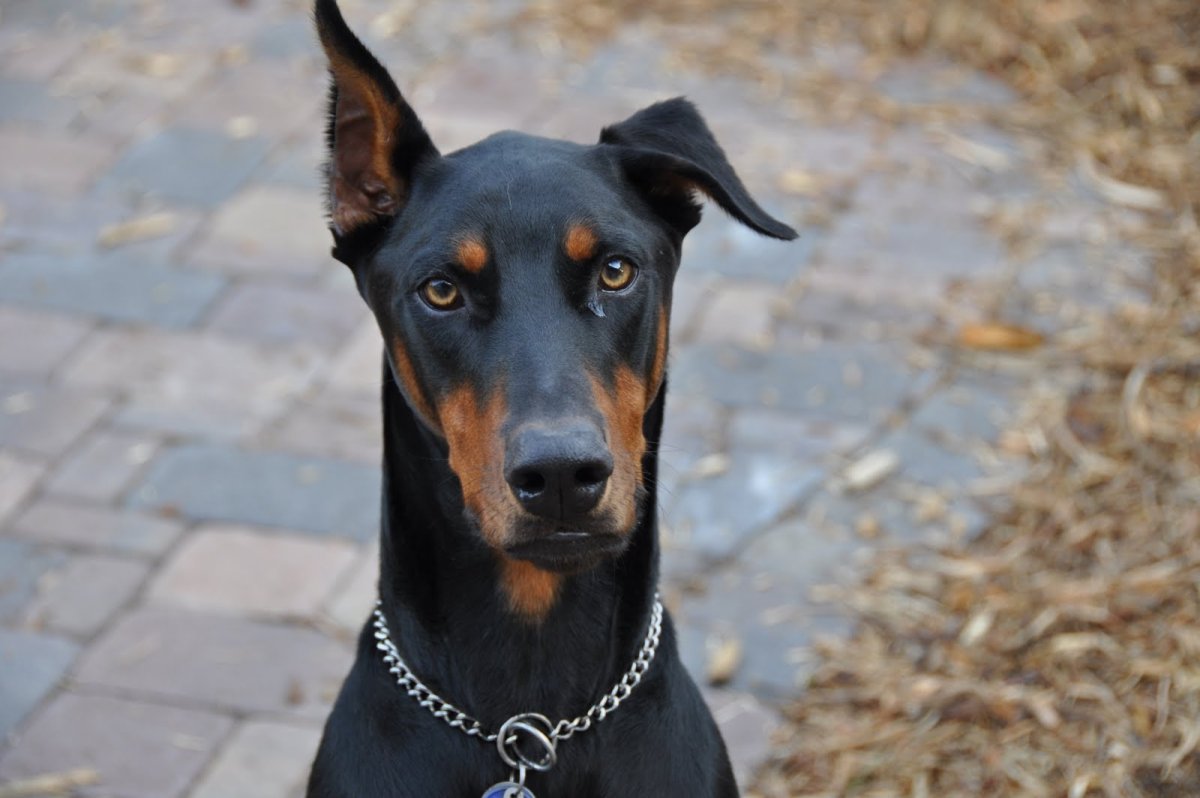 Лабрадор темный шоколад