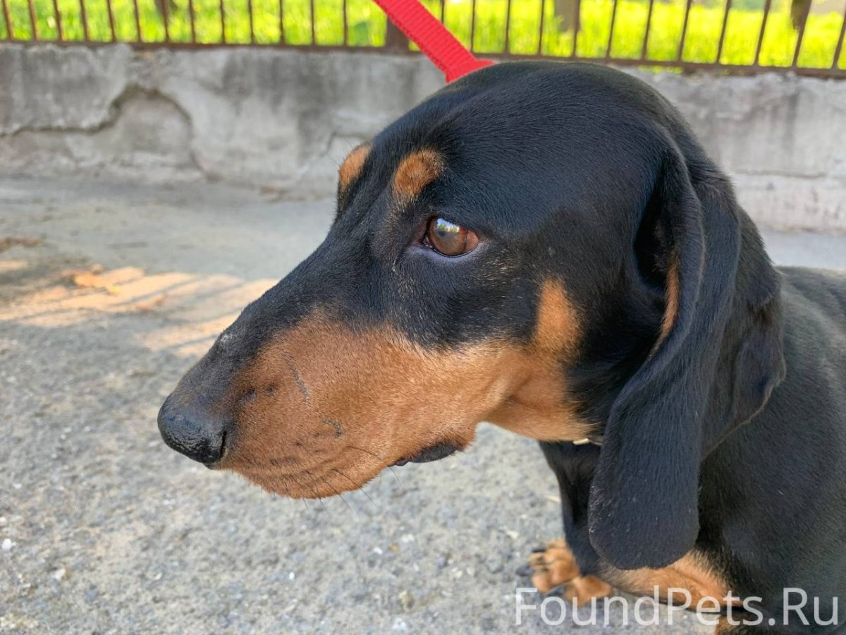 Такса собака