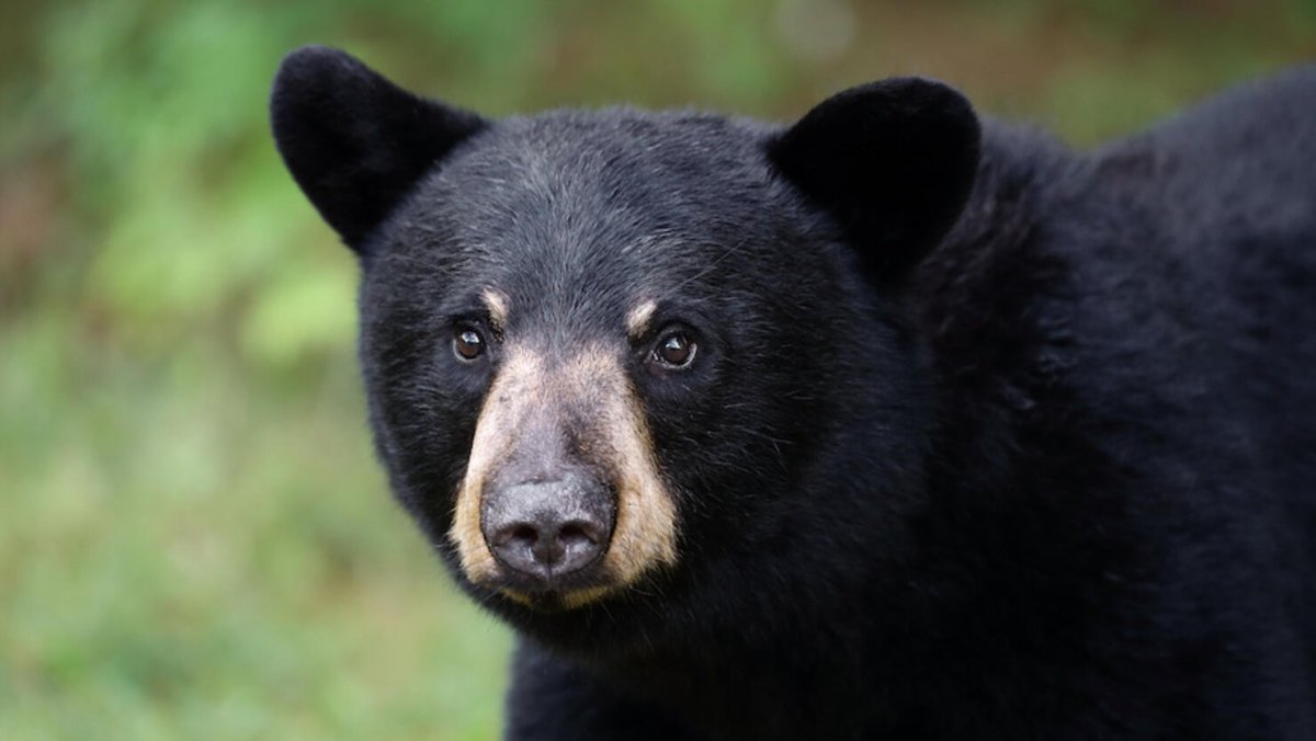 Альбрехт медведь фото