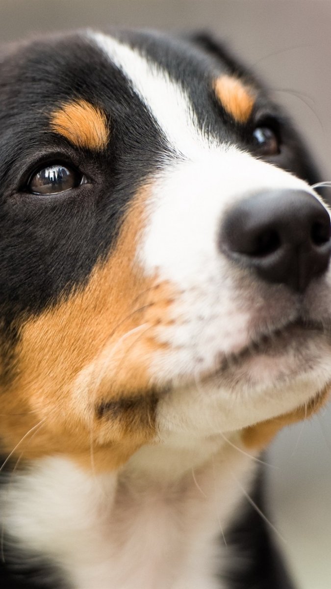 Ротвейлер черно коричневый