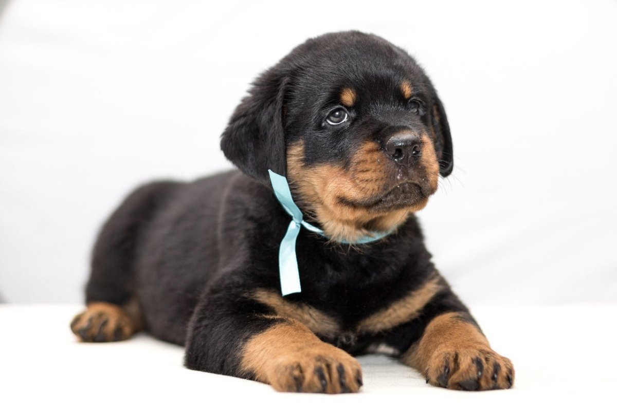 Лабрадор коричневый щенок