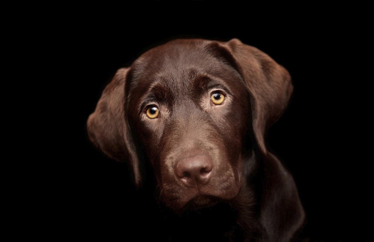 Лабрадор ретривер шоколадный золотистый