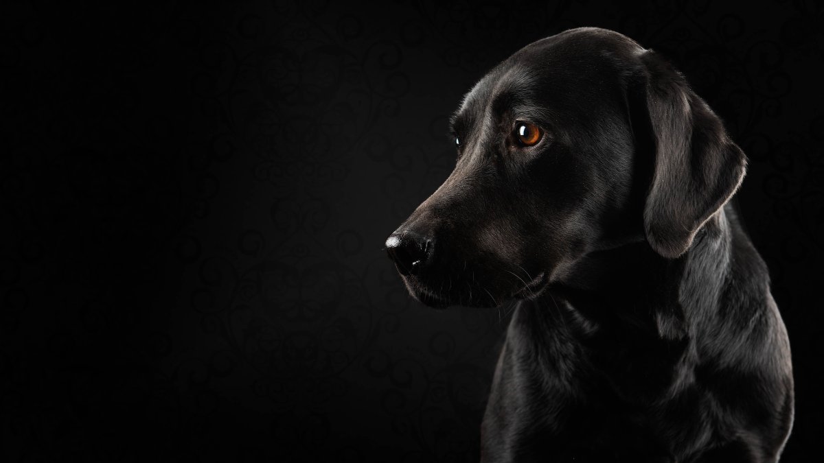 Шоколадный лабрадор