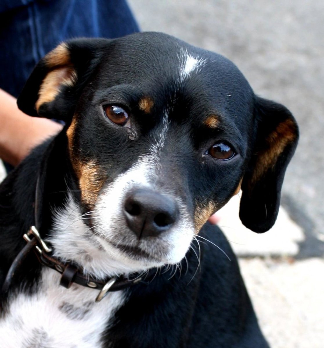 Такса гладкошерстная