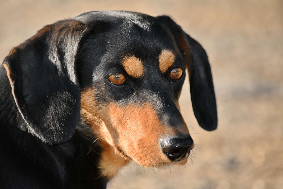 Такса черная