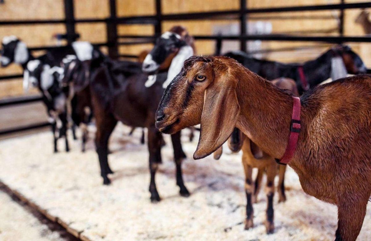 Нубийские козы маленькие