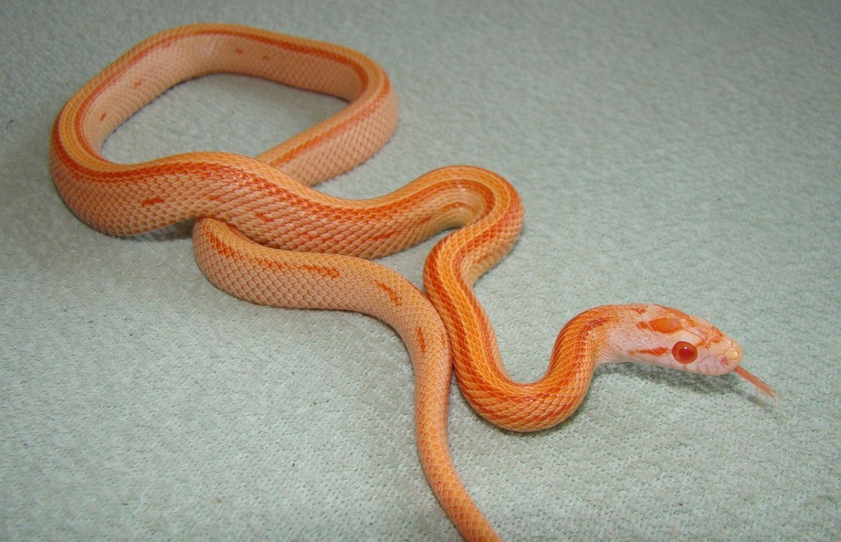 Маисовый полоз Creamsicle