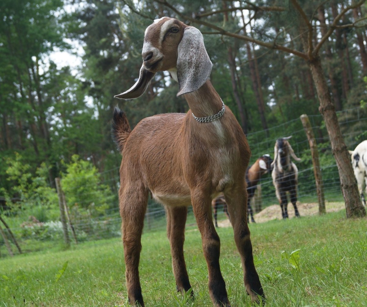 Англо-нубийские козы с рогами