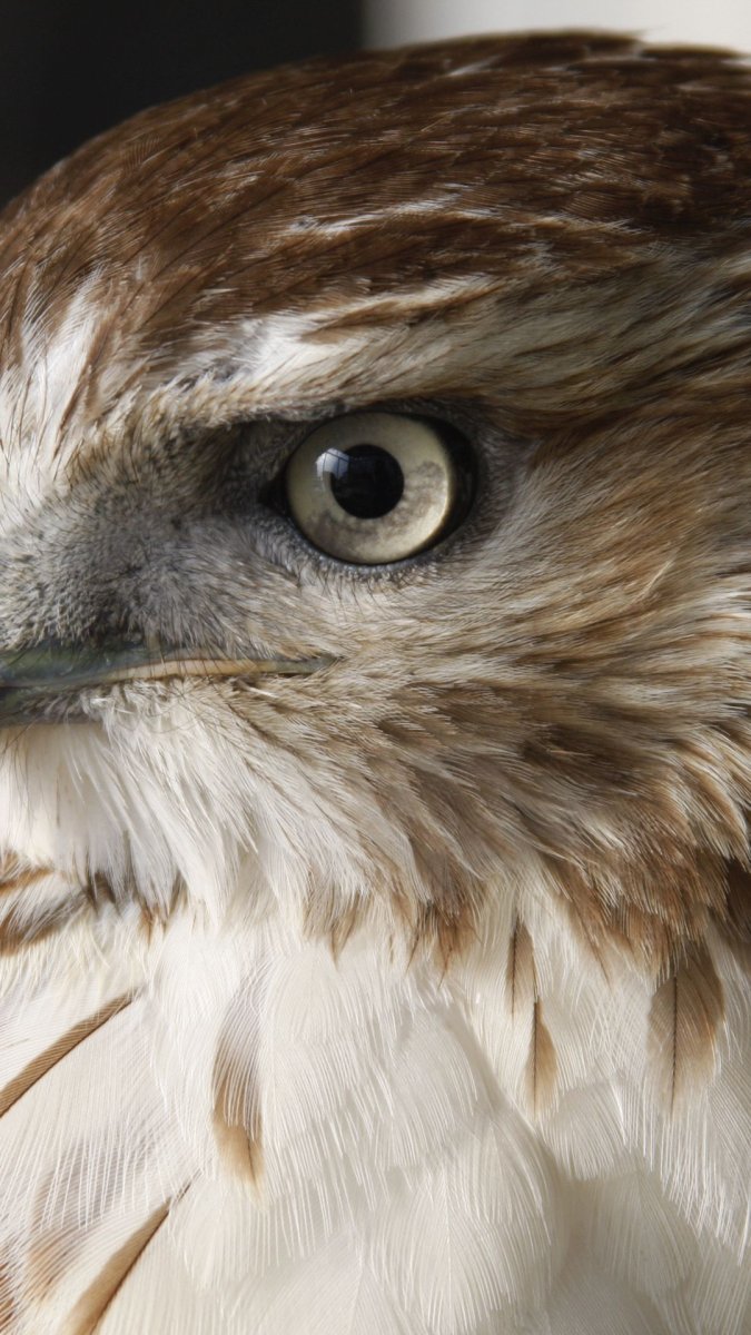 Птица ястреб перепелятник