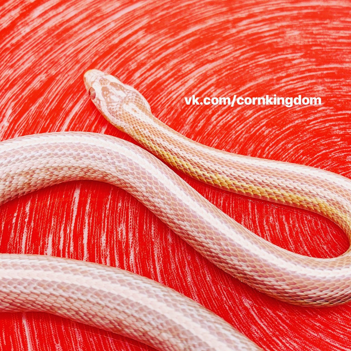 Маисовый полоз нормал ред фактор