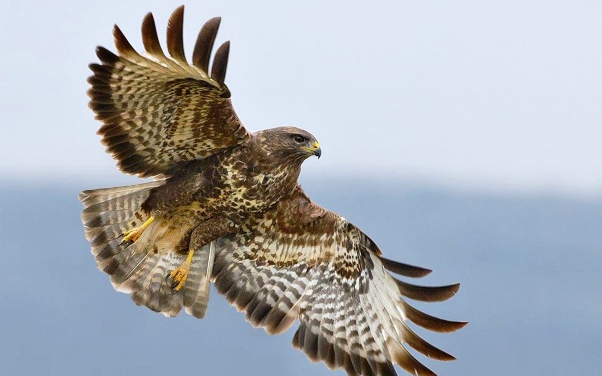 Краснохвостый ястреб