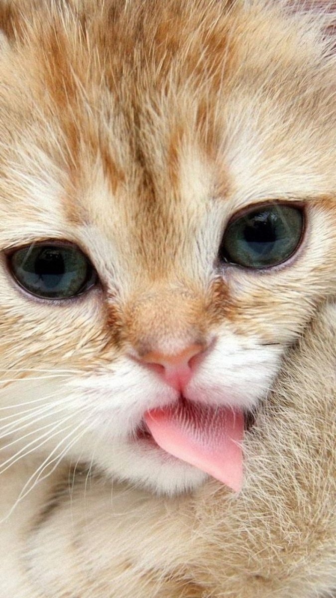 Котенок с язычком