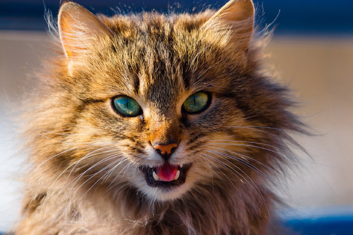 Мордочка кошки пушистой