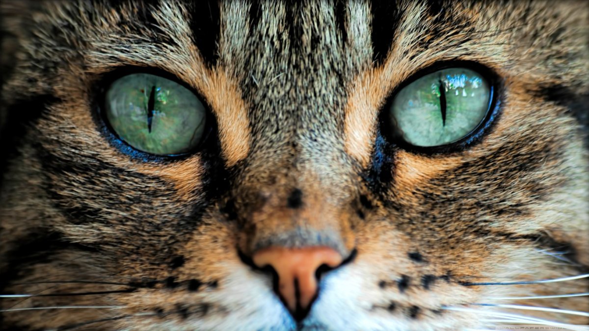 Кошкины глаза