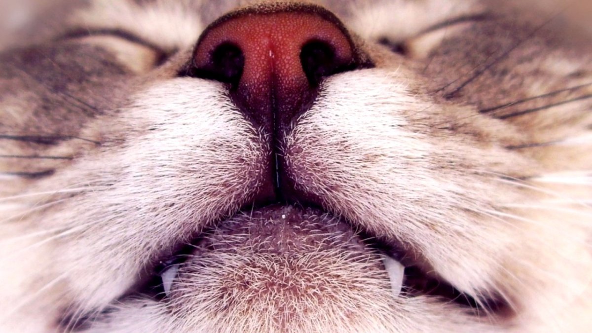 Довольный кот