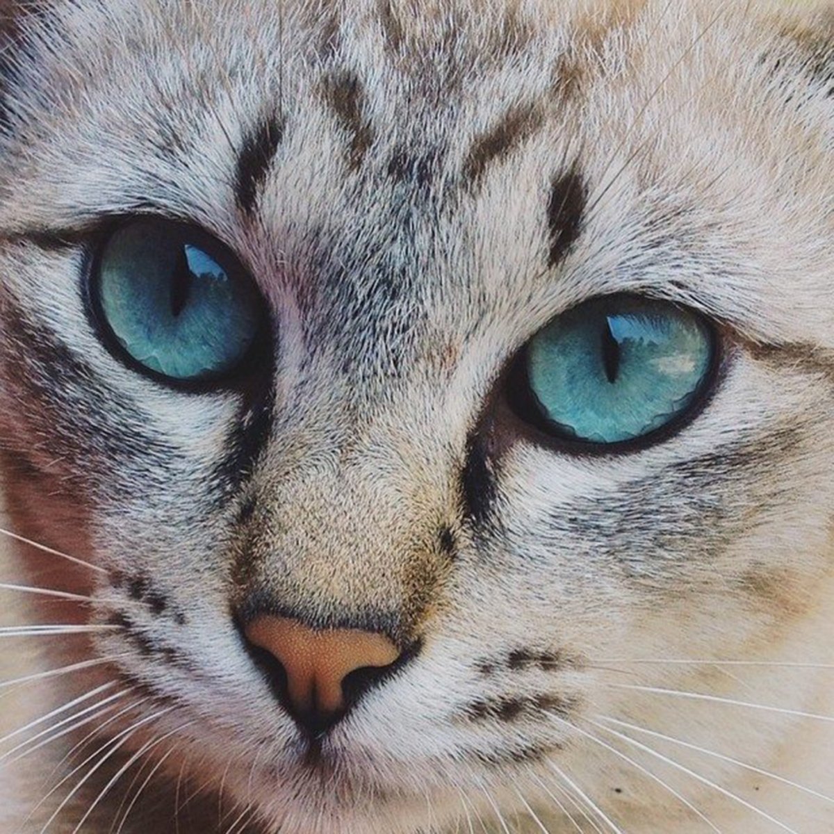 Глаза кошки