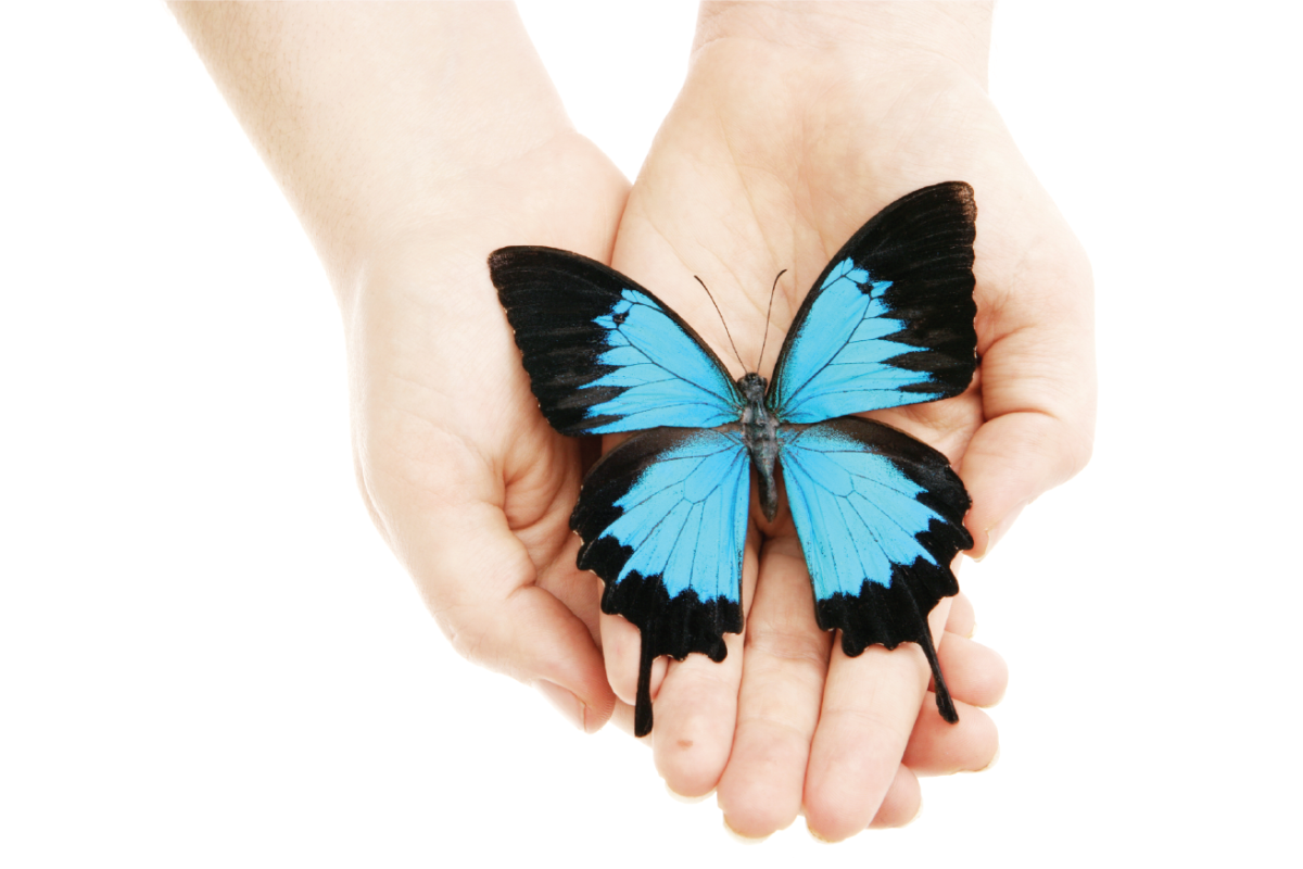 На руку бабочка