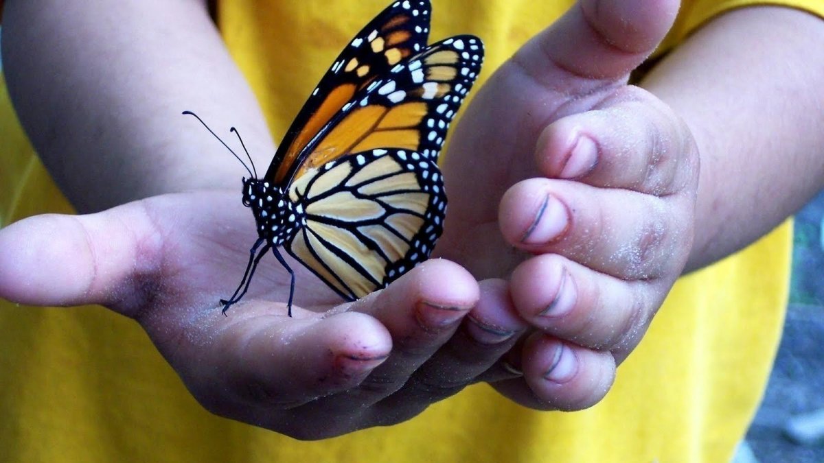 Бабочка в твоих руках